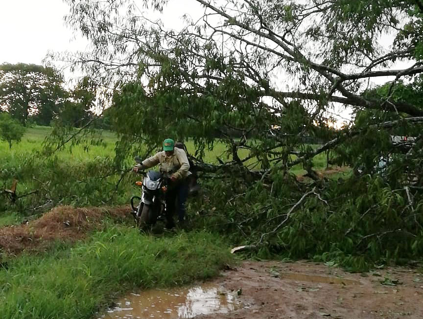 Árboles Derribados Por Fuertes Vientos Obstaculizan Vía A Tierralta LarazÓnco 2842