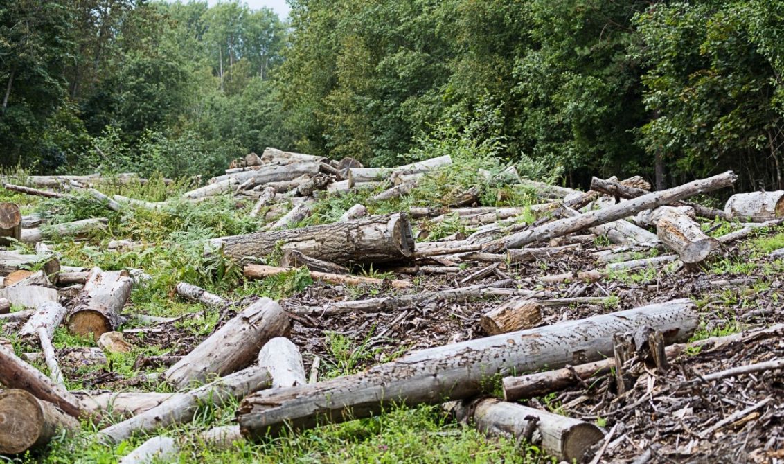 Aprueban Proyecto De Ley Para Endurecer Penas Por Delitos Ambientales