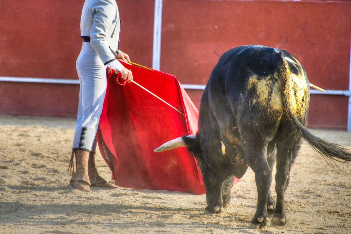 A una firma de ser ley Prohibición de las corridas de toros pasó la