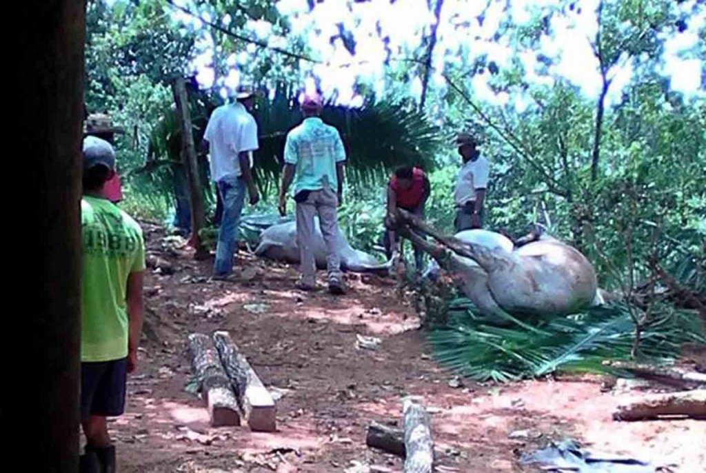 En san José de Uré: campesino fue impactado por un rayo; milagrosamente sobrevivió
