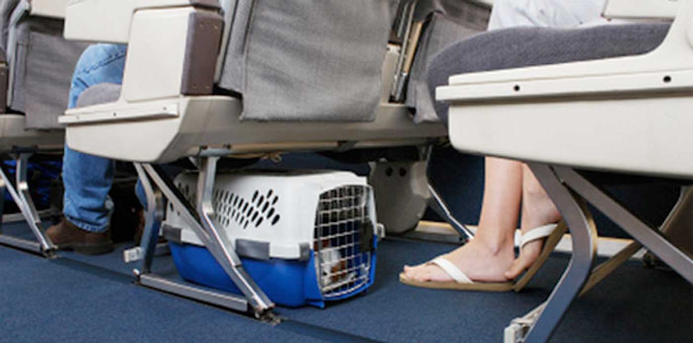 Mascotas podrán viajar en cabina de pasajeros durante vuelos