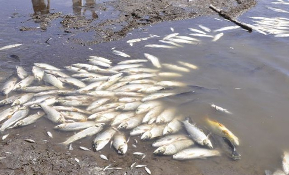 No hallaron rastros de hidrocarburos en peces muertos en el río San Pedro - LARAZON.CO