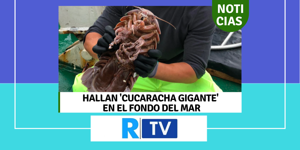 Hallan cucaracha gigante en el fondo del mar