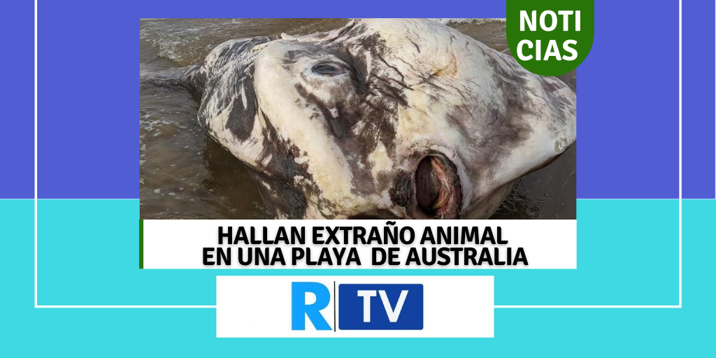 HALLAN EXTRAÑO ANIMAL EN UNA PLAYA DE AUSTRALIA