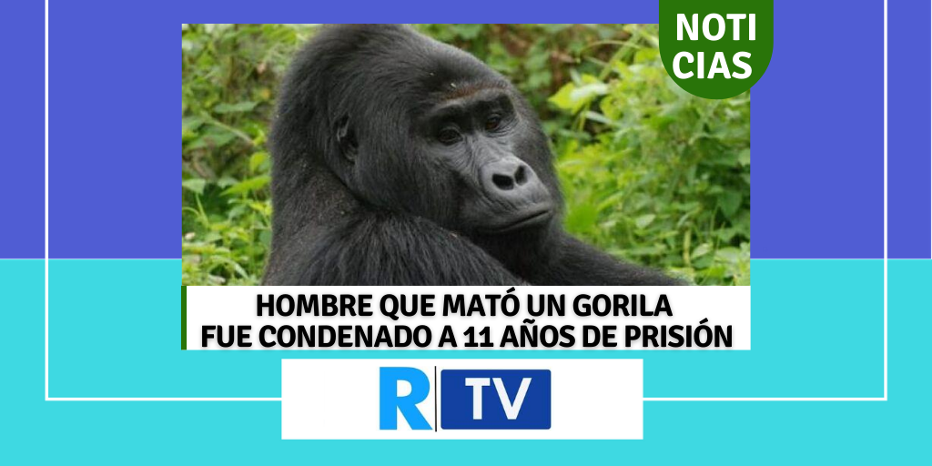 HOMBRE QUE MATÓ UN GORILA FUE CONDENADO A 11 AÑOS DE PRISIÓN