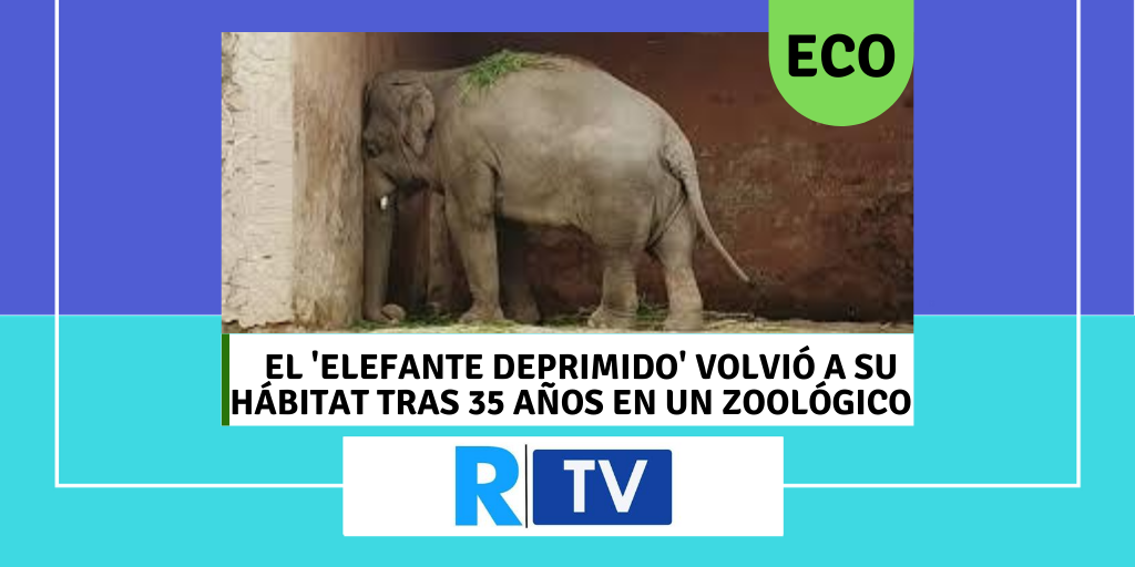 EL 'ELEFANTE DEPRIMIDO' VOLVIÓ A SU HÁBITAT TRAS 35 AÑOS EN UN ZOOLÓGICO