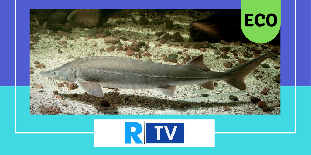 Esturión atlántico reaparece