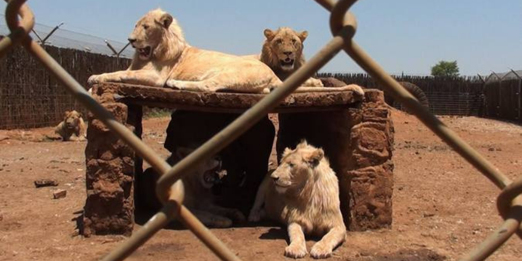 Sudáfrica prohibirá la cría de leones para caza y turismo