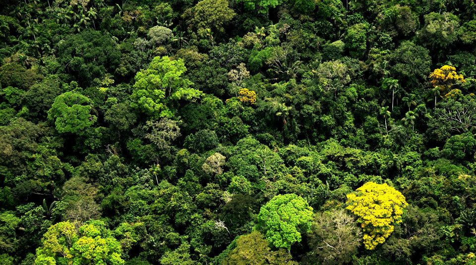 Minambiente Anunció La Creación De Un Mapa De Vegetación Para Colombia ...