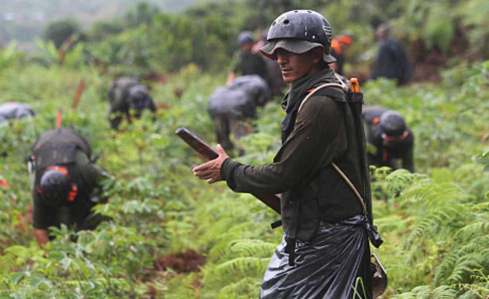 Estados Unidos Preocupado Por Aumento De Cultivos De Coca En Colombia Larazonco 4650