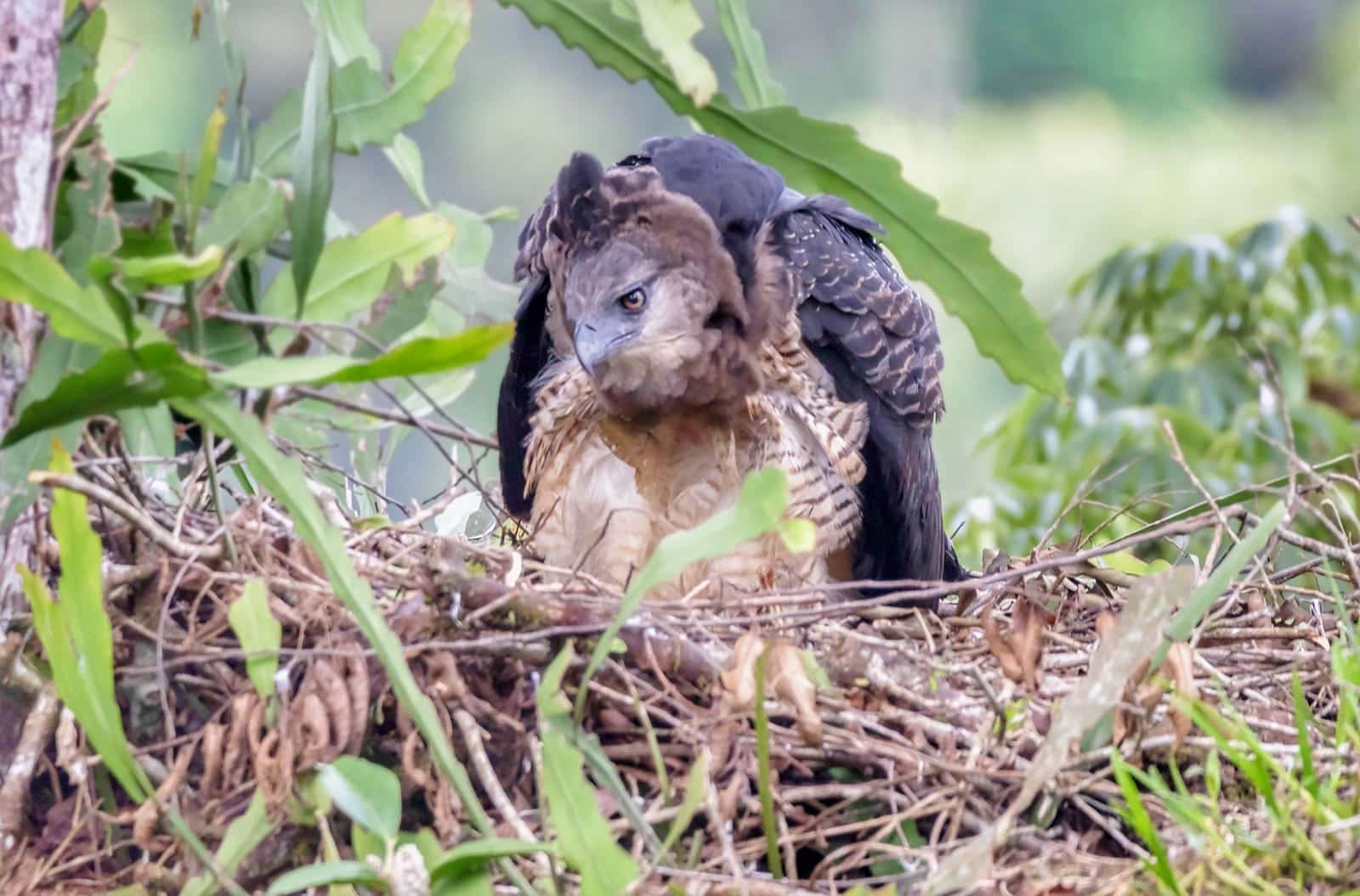 Nacimiento de águila arpía menor, un síntoma de recuperación del ecosistema  