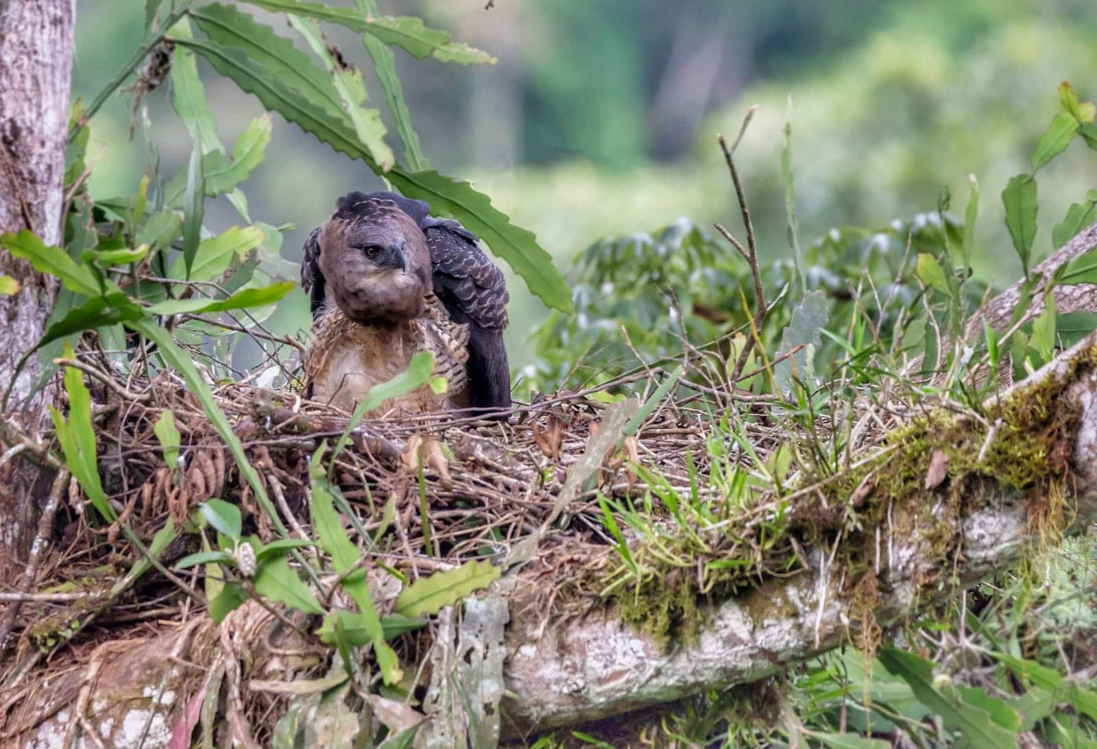 Nacimiento de águila arpía menor, un síntoma de recuperación del ecosistema  