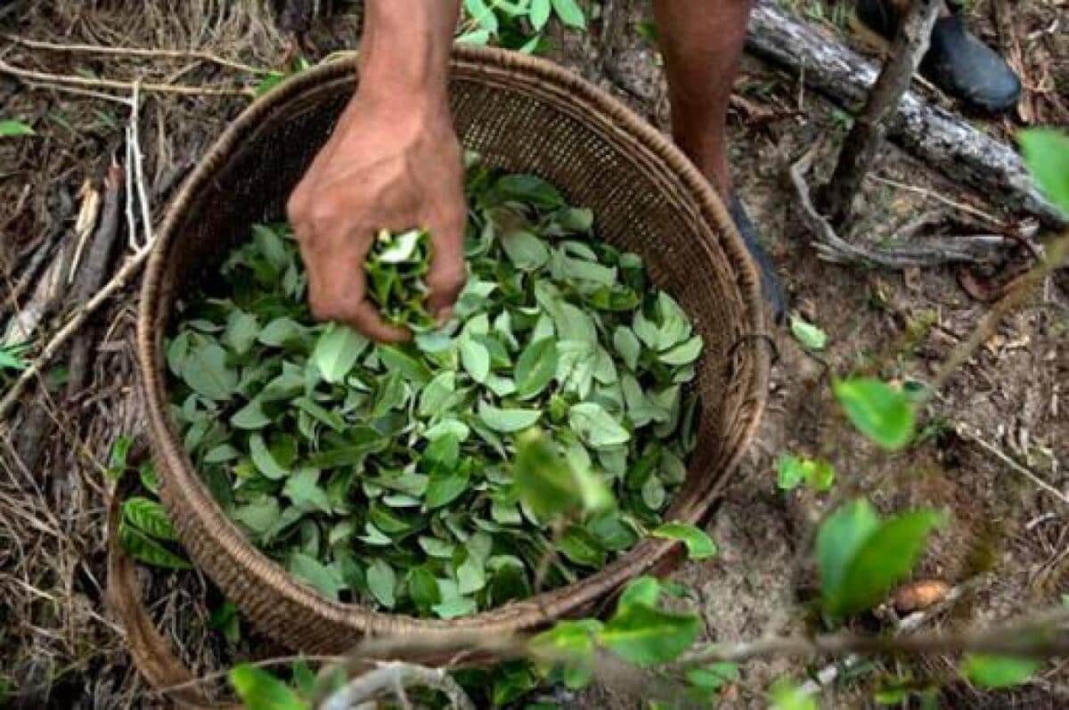 Gobierno Tiene Listo Decreto Sobre Uso De Coca Y Amapola Con Fines ...