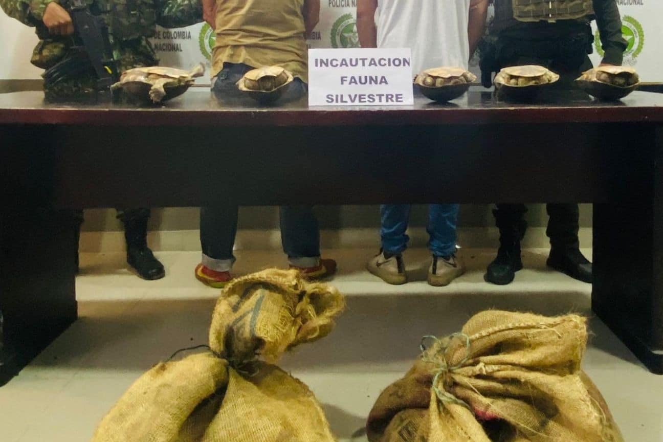 Dos hombres fueron capturados en flagrancia intentando comercializar 25 ...
