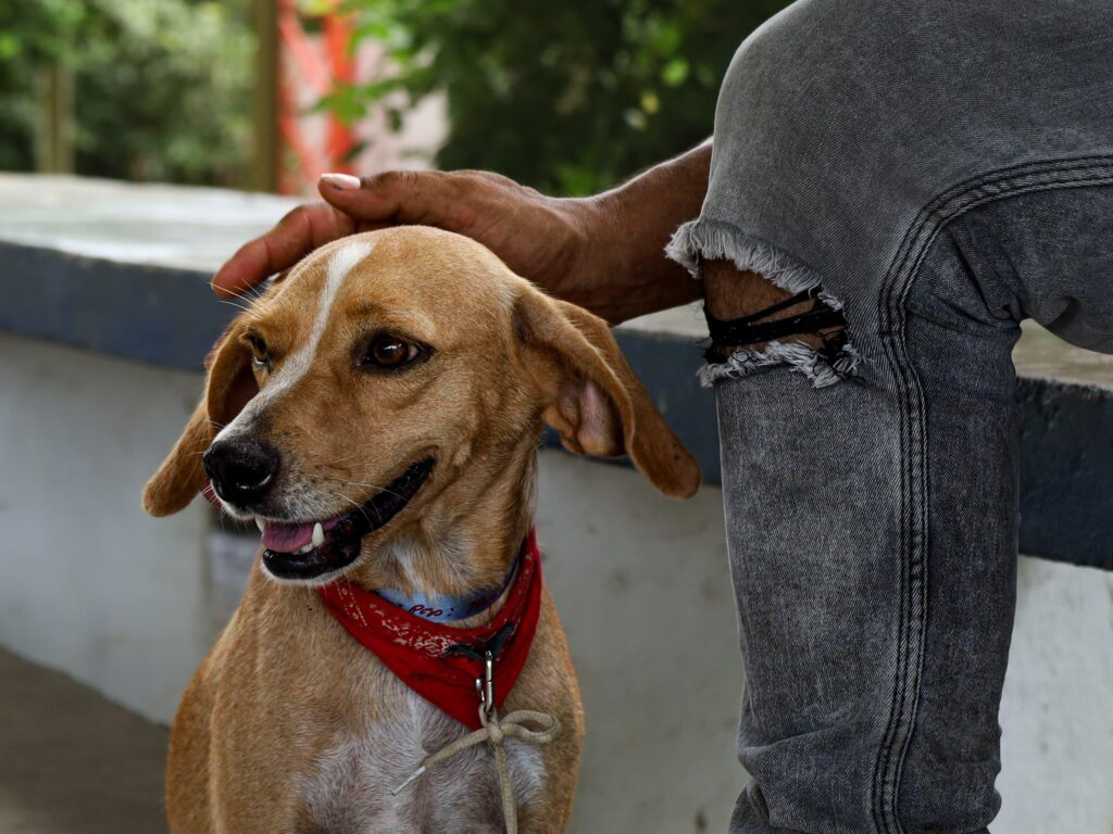 Jornada Gratuita De Esterilización Para Perros Y Gatos Llega A La