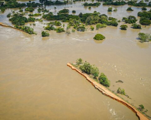 Cara-de-Gato Caregato