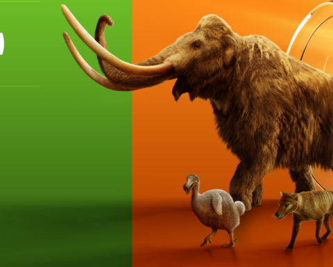 Traen de vuelta a tres especies