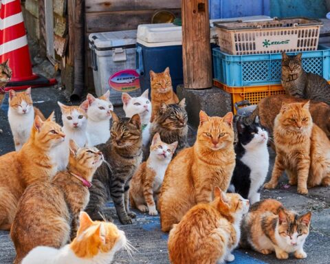 La isla y sus habitantes felinos