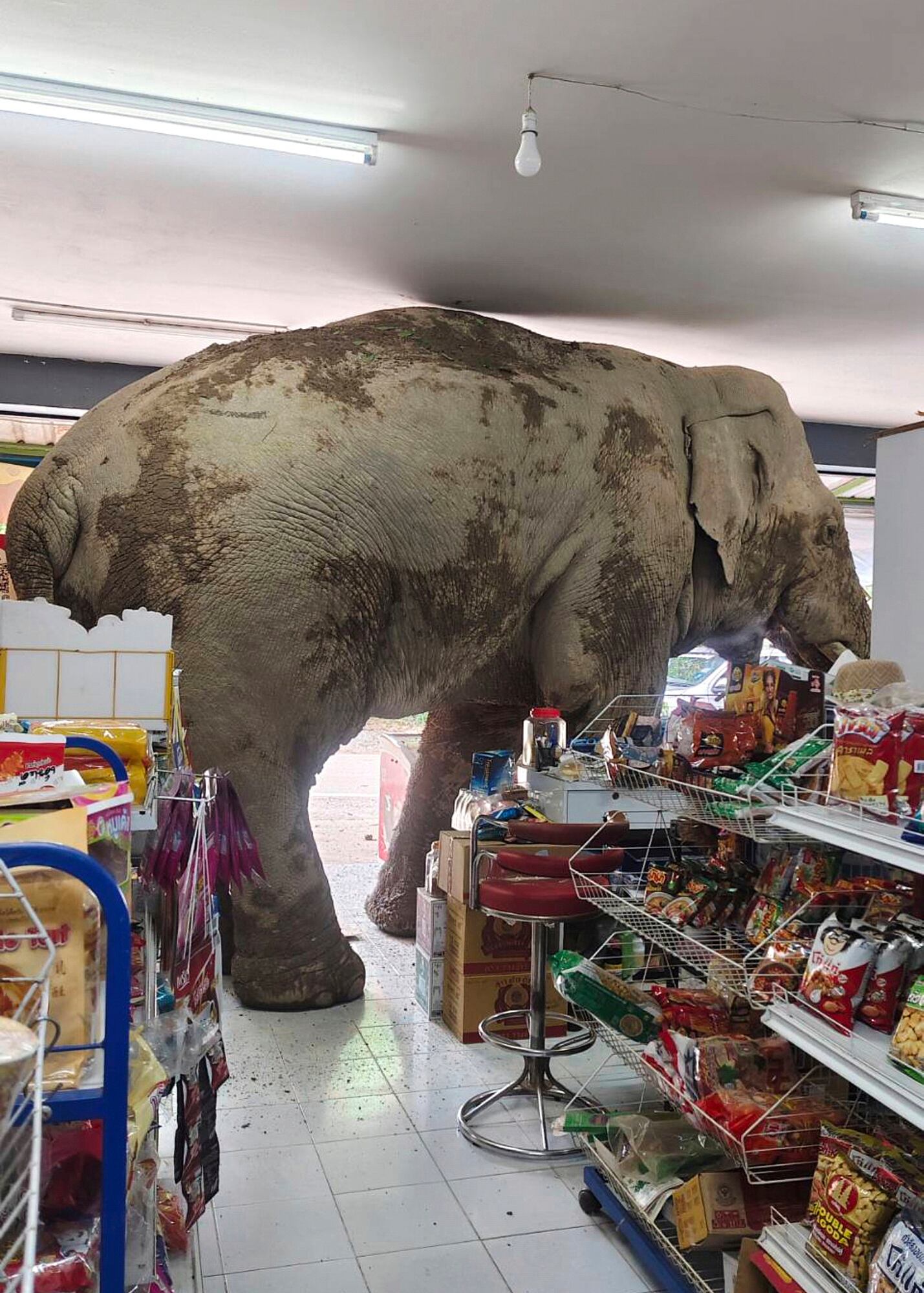 Elefante Plai Biang Le, en la tienda